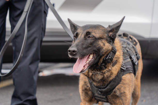 Dog Unit Security